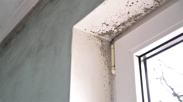 Best Emergency Mold Removal  in Hilltop, SC