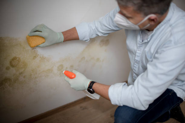 Best Mold Damage Repair  in Hilltop, SC