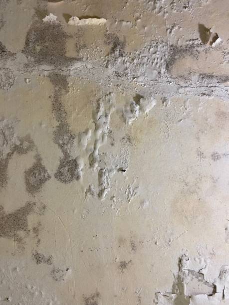 Best Certified Mold Removal  in Hilltop, SC