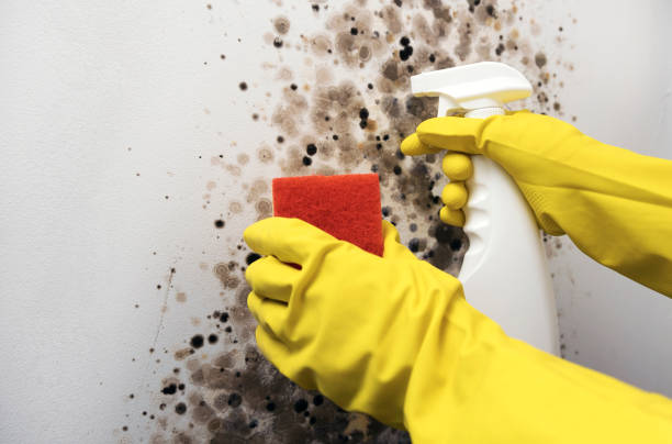Best Home Mold Removal  in Hilltop, SC