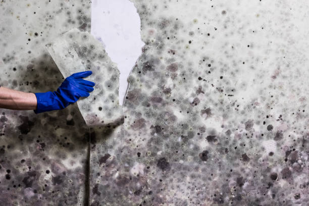Best Crawl Space Mold Removal  in Hilltop, SC